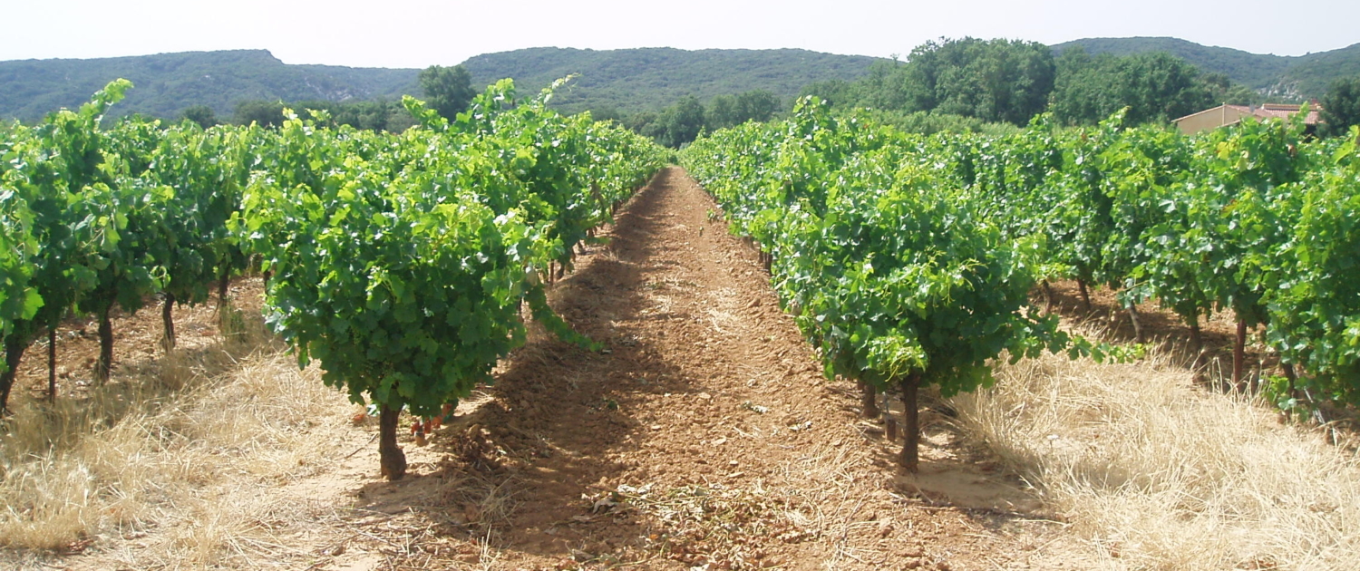 vignoble Pont du Gard