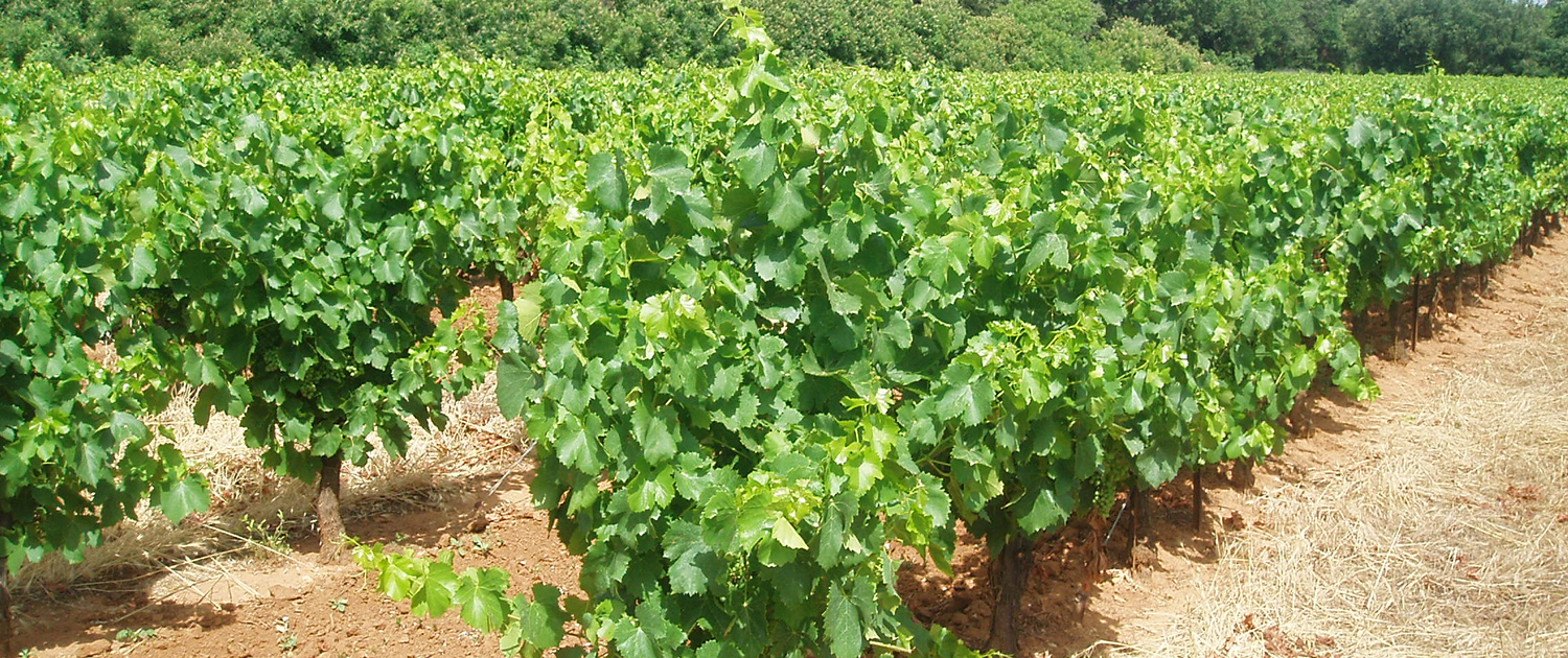 Vignoble Pont du Gard