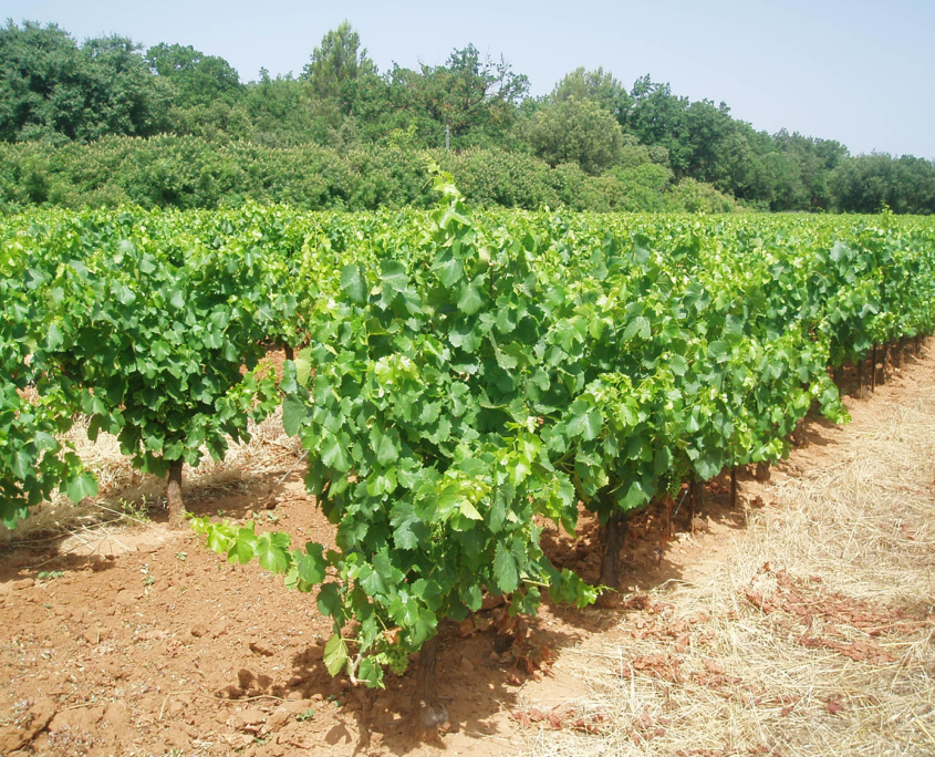 Vignoble Pont du Gard